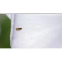 Aven Tools SharpVue Plus [26700-136] Digital Microscope (1.3x To 30x)