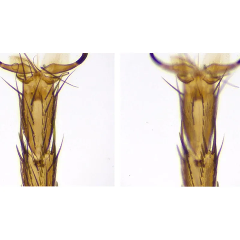 Aven Tools SPZV-50E [26800B-376-1] ESD-Safe Stereo Zoom Trinocular Microscope System with Mighty Cam USB Camera and PLED Stand, 6.7x to 50x