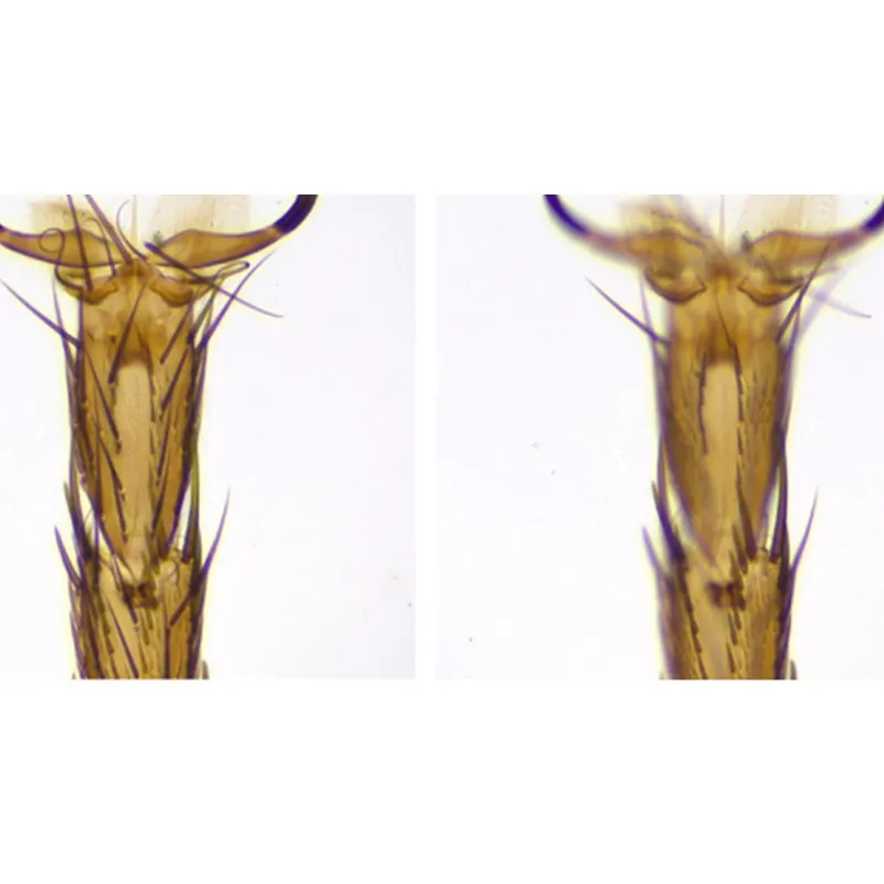 Aven Tools SPZV-50 [26800B-383] Stereo Zoom Trinocular Microscope System with Mighty Cam USB Camera and PLED Stand, 6.7x to 50x