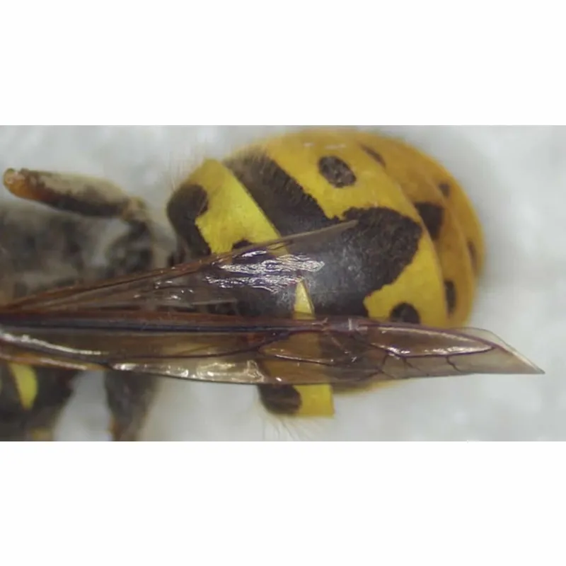 Aven Tools Cyclops 3.0 [26700-423] Digital Microscope  HDMI + USB, 13x To 140x With 4x Lens